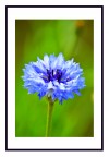 Un punto blu nel verde Un punto blu nel verde