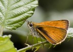 Thymelicus lineola Thymelicus lineola