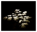 ligh from dark