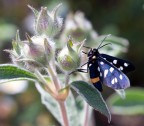Syntomis Phegea Syntomis Phegea
