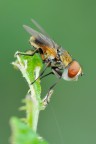 Ectophasia Crassipennis