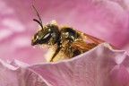 Impollinata Impollinata