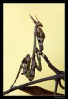 ...Empusa Pennata... ...Empusa Pennata...