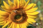 Girasole Girasole