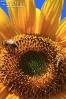 macro macro