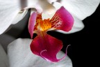 Orchidea Orchidea