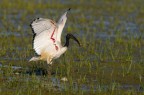 Ibis sacro Ibis sacro
