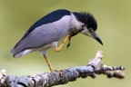 Nitticora (Nycticorax nycticorax) - grattatina