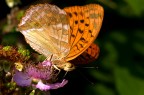doppia sfumatura