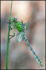 Ophiogomphus cecilia (maschio neo sfarfallato) 2010 Ophiogomphus cecilia (maschio neo sfarfallato) 2010