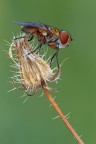 Ectophasia crassipennis Ectophasia crassipennis