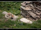 Volpe PNGP # 14 - Baita 3