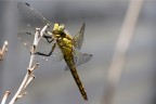 Libellula Libellula