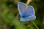 nel blu dipinto di blu