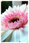 Petali Petali