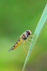 Episyrphus Balteatus Episyrphus Balteatus