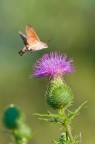 Macroglossum Macroglossum