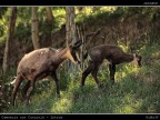 Camoscio # 6 - Mamma con Cucciolo - [Introd]