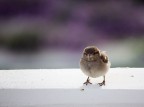 ...hai visto mia mamma??? ...hai visto mia mamma???