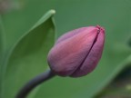 tulipano tulipano