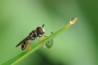 Paragus sp. Paragus sp.