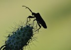 Silhouette Silhouette
