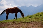 Cavallo alpino 01 Cavallo alpino 01