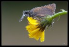 Hesperiidae Hesperiidae