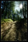 Il sotttobosco Il sotttobosco