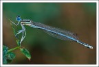 Coenagrion puella