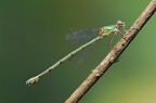 Lestes Viridis