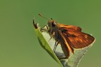 Ochlodes Sylvanus