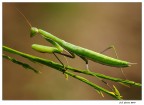 Mantis religiosa Mantis religiosa