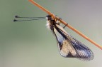 Libelloides coccajus Libelloides coccajus