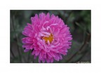 Dalia infestata Dalia infestata