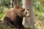 mamma orsa mamma orsa