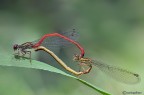 Ceriagrion tenellum in accoppiamento Ceriagrion tenellum in accoppiamento