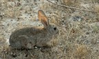 Leprottino Leprottino