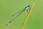 Ischnura Elegans Ischnura Elegans