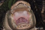 Avrà bisogno del dentista? Avrà bisogno del dentista?