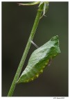 La pupa e ........ La pupa e ........