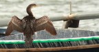 Cormorano Cormorano