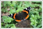 Faffalla (Vanessa) Faffalla (Vanessa)