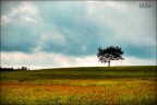 L'albero solitario L'albero solitario