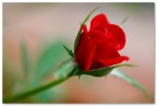 rosa rosae... rosa rosae...