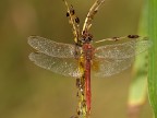 libellula rossa