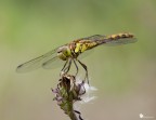 Sympetrum striolatum (femmina)