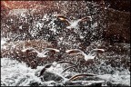 Acqua....frizzante Acqua....frizzante