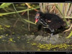 Pulcino di Gallinella d'Acqua # 2 - Grattatina Pulcino di Gallinella d'Acqua # 2 - Grattatina