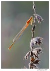 Ischnura pumilio Ischnura pumilio